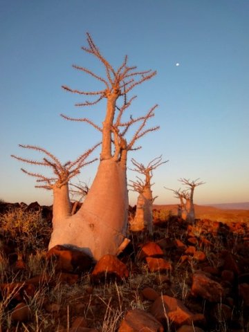 Pachypodium lealii, three pachs on a peak
