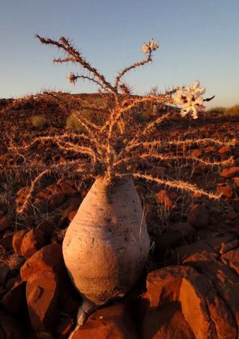 Pachypodium lealii, life is a ball 