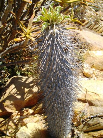 Pachypodium namaquanum to admire but not to hug