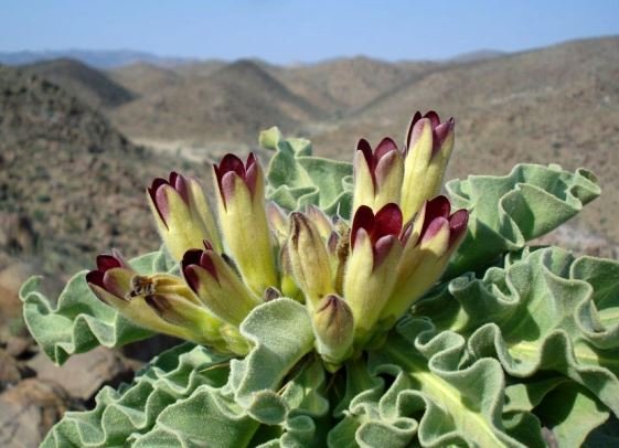 Pachypodium namaquanum flowers