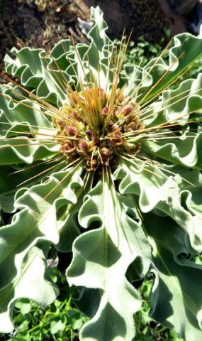 Pachypodium namaquanum, a bearer of needles