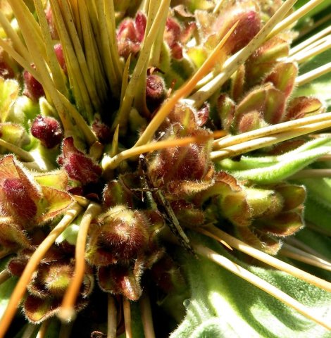 Pachypodium namaquanum buds