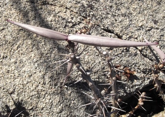 Pachypodium saundersii fruit
