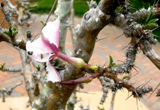 Pachypodium saundersii