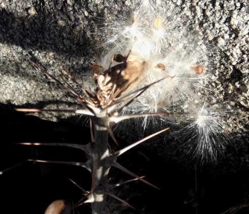 Pachypodium saundersii seeds