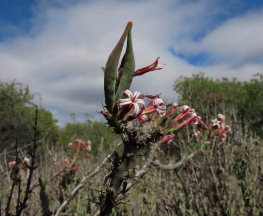 Pachypodium succulentum fruits and flowers