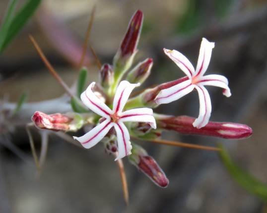Pachypodium succulentum buds and flowers