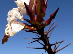 Pachypodium lealii flowers tended by robust spines