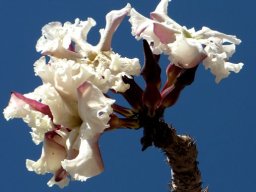 Pachypodium lealii flowers with low spine support