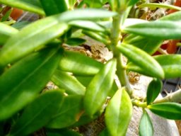 Pachypodium bispinosum leaves