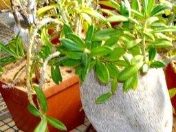 Pachypodium bispinosum