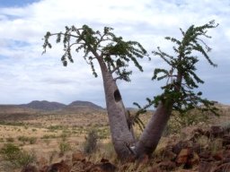 Pachypodium lealii