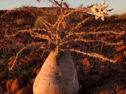 Pachypodium lealii, life is a ball 