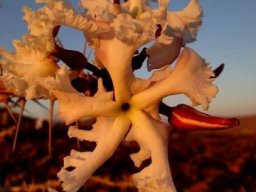 Pachypodium lealii flowers and bud