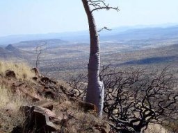 Pachypodium lealii tall and majestic