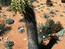Pachypodium namaquanum