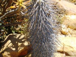 Pachypodium namaquanum to admire but not to hug