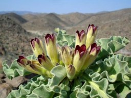 Pachypodium namaquanum flowers