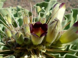 Pachypodium namaquanum flowers developing