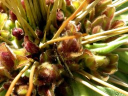 Pachypodium namaquanum buds