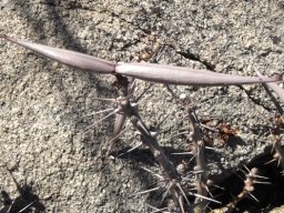 Pachypodium saundersii fruit