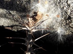 Pachypodium saundersii seeds