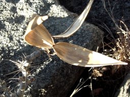 Pachypodium saundersii empty follicle