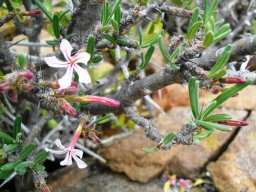 Pachypodium succulentum leaves and flowers