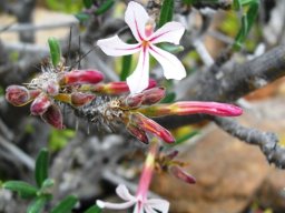 Pachypodium succulentum