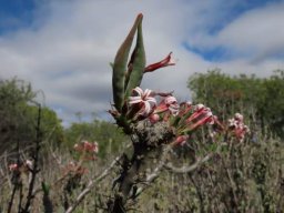 Pachypodium succulentum fruits and flowers