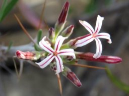 Pachypodium succulentum buds and flowers