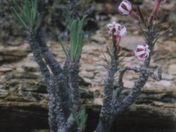 Pachypodium succulentum bare stems