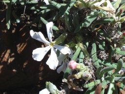 Pachypodium succulentum flowering white