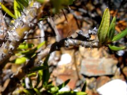 Pachypodium