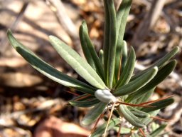 Pachypodium succulentum stem-tip