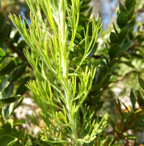Paranomus reflexus divided leaves