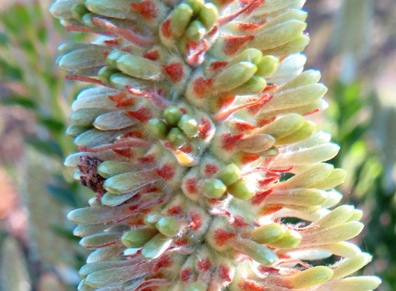 Paranomus reflexus bracts of two kinds