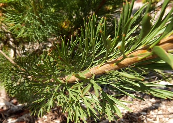 Paranomus reflexus stem