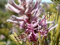 Paranomus bracteolaris flower spike