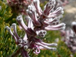 Paranomus bracteolaris buds