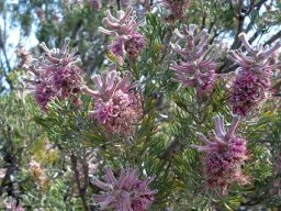 Paranomus bracteolaris inflorescences