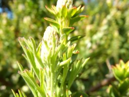 Paranomus reflexus leaf contrast