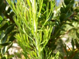 Paranomus reflexus divided leaves