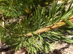 Paranomus reflexus stem
