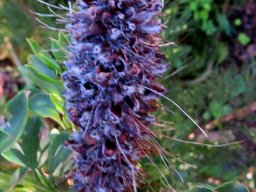 Paranomus reflexus flowers into fruits