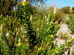 Paranomus reflexus
