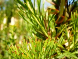 Paranomus reflexus red leaf tips
