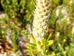 Paranomus reflexus flowerhead budding