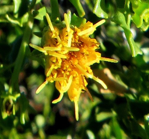 Pegolettia baccaridifolia long style-branches