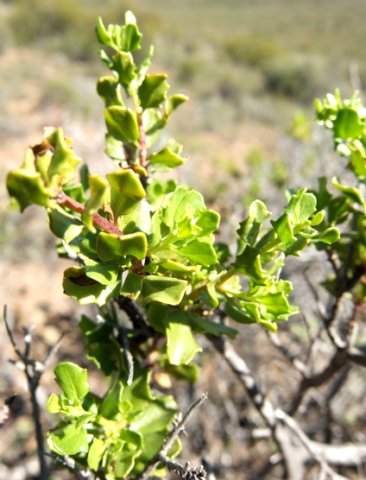 Pegolettia baccaridifolia